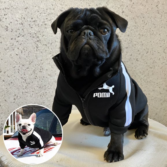 Pull chien Tendance Confort noir 