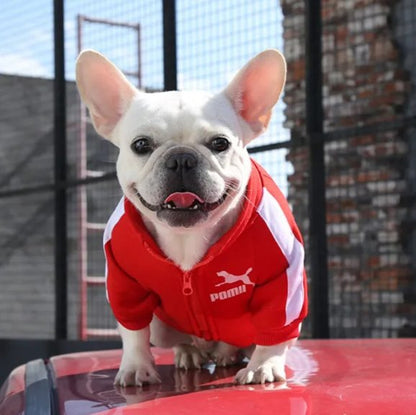Pull chien Tendance Confort