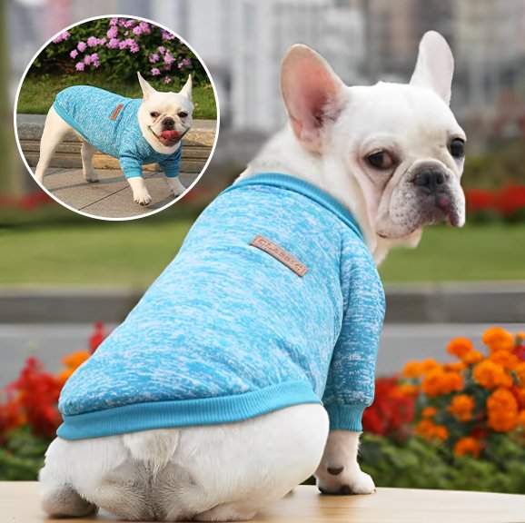 Pull chien bleu