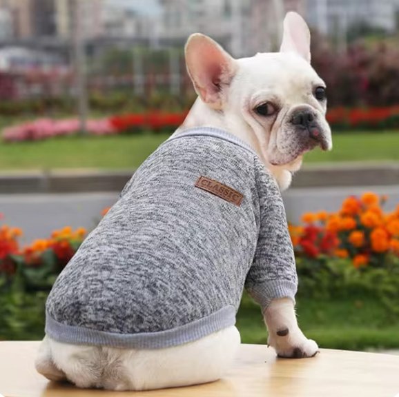 Pull chien gris