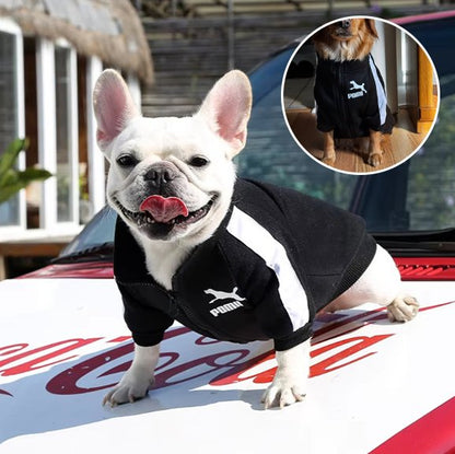 Pull chien noir