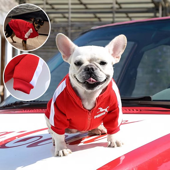 Pull chien rouge-Tendance-Confort