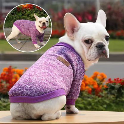 Pull chien violet