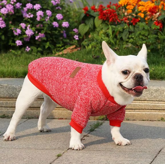 Pull chien