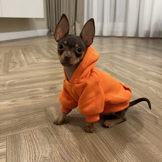 Pull pour chien orange