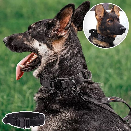 robuste Collier pour chien noir