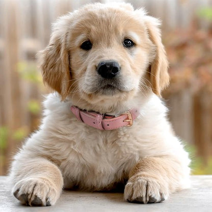 rose Collier chien
