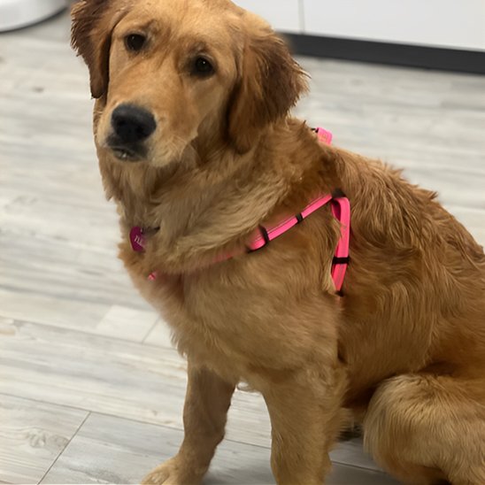 rose Harnais pour chien comfort