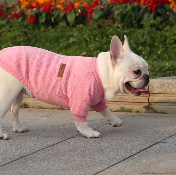 rose Pull chien