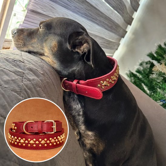 rouge Collier chien