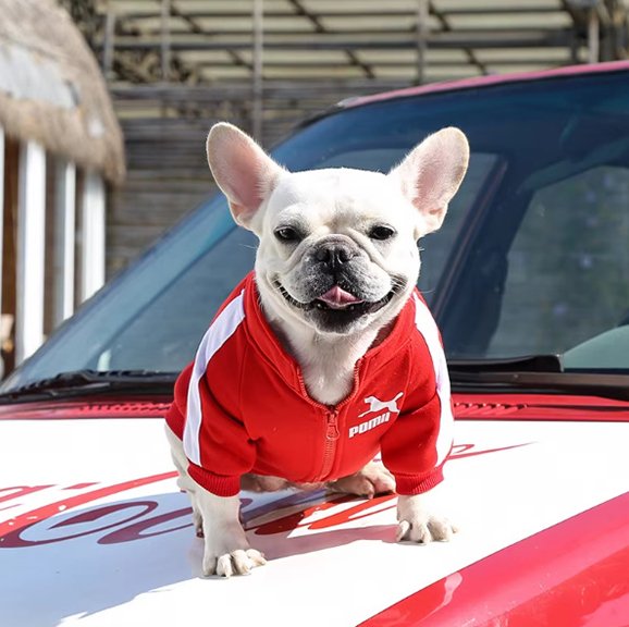 rouge Pull chien Tendance Confort rouge