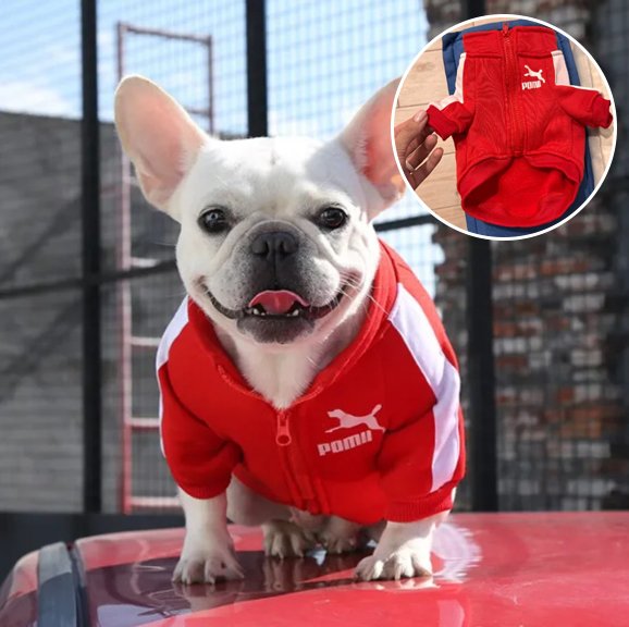 rouge Pull chien Tendance Confort