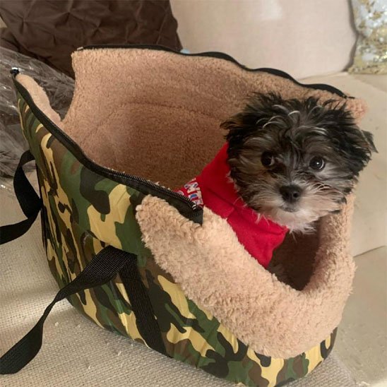 sac de transport chien armee confortable