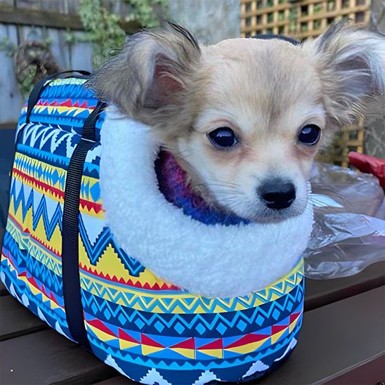 sac de transport chien rayure confortable