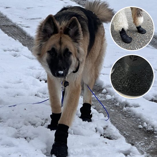 toutes saison Chaussures chien 
