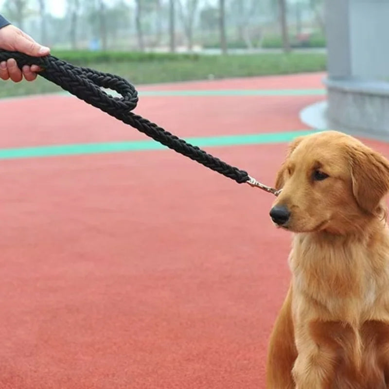 traction laisse pour chien 