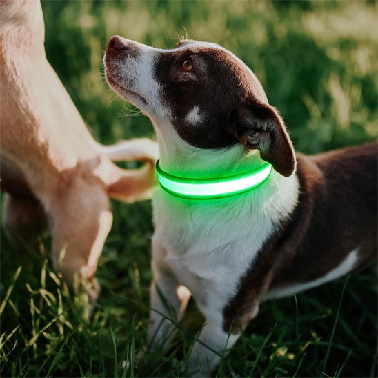 vert Colliers lumineux pour chiens