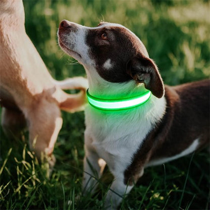 vert Colliers lumineux pour chiens
