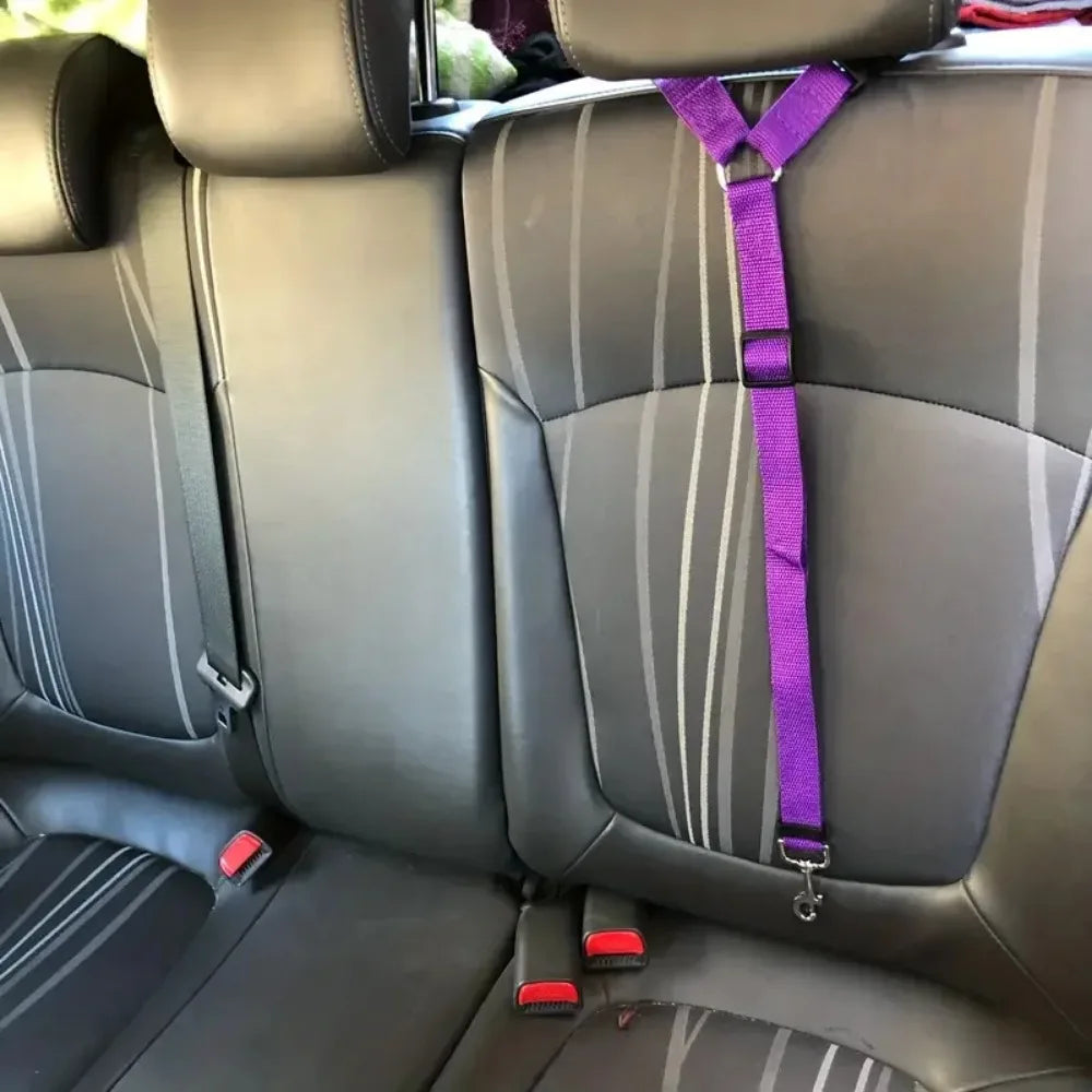 voiture chien transport mauve